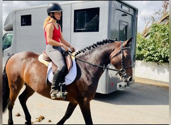 Connemara, Stute, 5 Jahre, 148 cm, Brauner