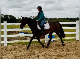 Connemara, Stute, 5 Jahre, 148 cm, Brauner