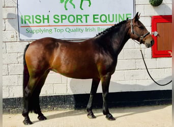 Connemara, Stute, 5 Jahre, 148 cm, Brauner