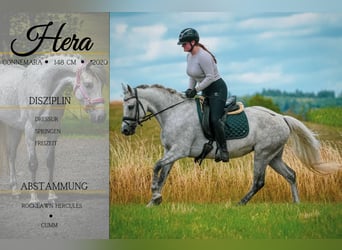 Connemara, Stute, 5 Jahre, 148 cm, Rappschimmel