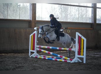 Connemara Mix, Stute, 5 Jahre, 148 cm, Rappschimmel