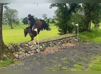 Connemara, Stute, 5 Jahre, 148 cm, Rotbrauner