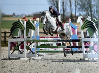 Connemara, Stute, 5 Jahre, 148 cm, Schimmel