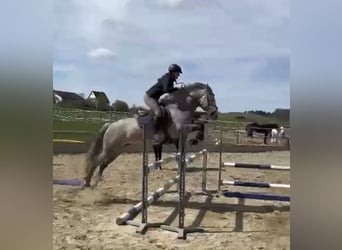 Connemara, Stute, 5 Jahre, 149 cm, Apfelschimmel