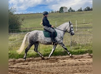 Connemara, Stute, 5 Jahre, 150 cm, Apfelschimmel