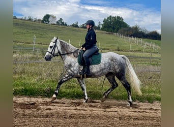 Connemara, Stute, 5 Jahre, 150 cm, Apfelschimmel
