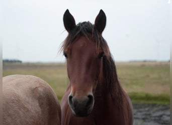 Connemara, Stute, 5 Jahre, 150 cm, Brauner