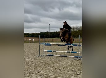 Connemara, Stute, 5 Jahre, 151 cm, Falbe