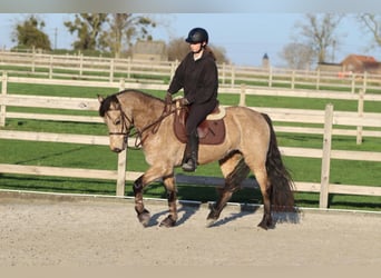 Connemara, Stute, 5 Jahre, 151 cm, Falbe