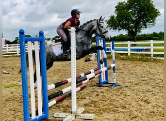 Connemara, Stute, 5 Jahre, 152 cm, Apfelschimmel