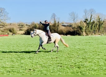 Connemara, Stute, 5 Jahre, 152 cm, Schimmel