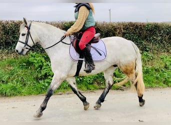 Connemara, Stute, 5 Jahre, 152 cm, Schimmel