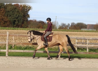 Connemara, Stute, 5 Jahre, 153 cm, Falbe