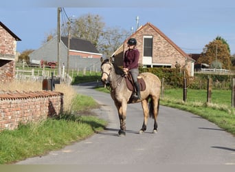 Connemara, Stute, 5 Jahre, 153 cm, Falbe
