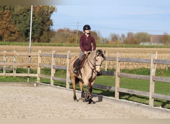 Connemara, Stute, 5 Jahre, 153 cm, Falbe