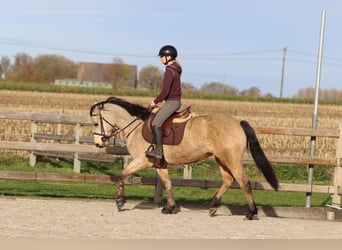 Connemara, Stute, 5 Jahre, 153 cm, Falbe