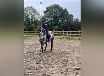 Connemara, Stute, 5 Jahre, 153 cm, Schimmel