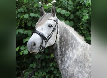 Connemara Mix, Stute, 5 Jahre, 154 cm, Apfelschimmel