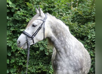 Connemara Mix, Stute, 5 Jahre, 154 cm, Apfelschimmel