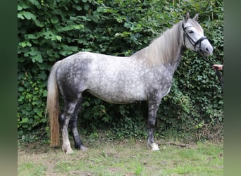 Connemara Mix, Stute, 5 Jahre, 154 cm, Apfelschimmel