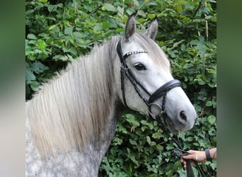Connemara Mix, Stute, 5 Jahre, 154 cm, Apfelschimmel