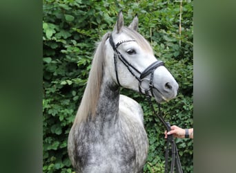 Connemara Mix, Stute, 5 Jahre, 154 cm, Apfelschimmel
