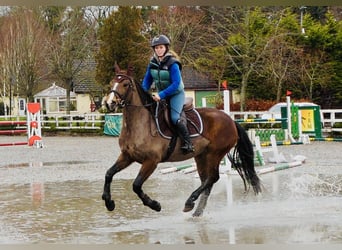 Connemara, Stute, 5 Jahre, 155 cm, Brauner