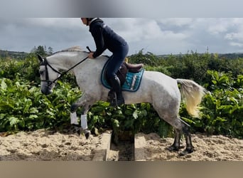 Connemara, Stute, 5 Jahre, 155 cm, White