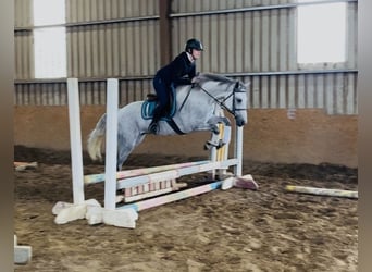 Connemara, Stute, 5 Jahre, 155 cm, White