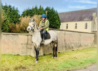 Connemara, Stute, 5 Jahre, 157 cm, Apfelschimmel