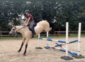 Connemara, Stute, 5 Jahre, 163 cm, Falbe