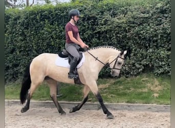 Connemara, Stute, 5 Jahre, 163 cm, Falbe