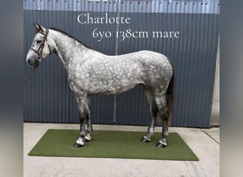 Connemara, Stute, 6 Jahre, 138 cm, Schimmel