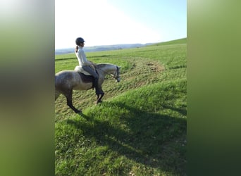 Connemara, Stute, 6 Jahre, 143 cm, Apfelschimmel