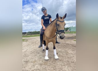 Connemara, Stute, 6 Jahre, 144 cm, Falbe