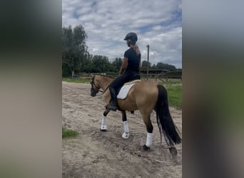 Connemara, Stute, 6 Jahre, 144 cm, Falbe