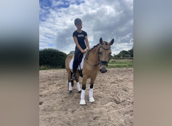 Connemara, Stute, 6 Jahre, 144 cm, Falbe