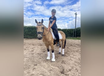 Connemara, Stute, 6 Jahre, 144 cm, Falbe