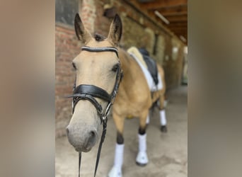 Connemara, Stute, 6 Jahre, 144 cm, Falbe