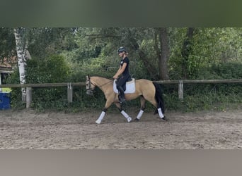 Connemara, Stute, 6 Jahre, 144 cm, Falbe
