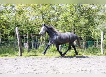Connemara, Stute, 6 Jahre, 145 cm, Schimmel