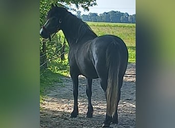 Connemara, Stute, 6 Jahre, 145 cm, Schimmel