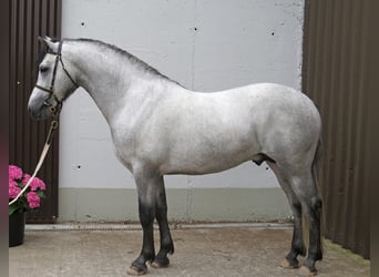 Connemara, Stute, 6 Jahre, 145 cm, Schimmel