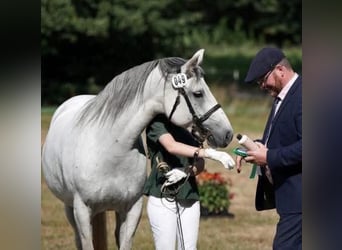 Connemara, Stute, 6 Jahre, 145 cm, Schimmel