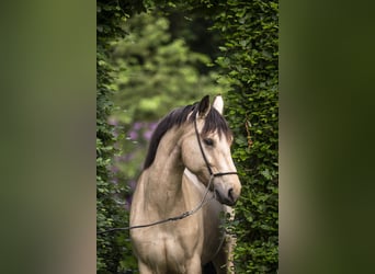 Connemara, Stute, 6 Jahre, 147 cm, Buckskin