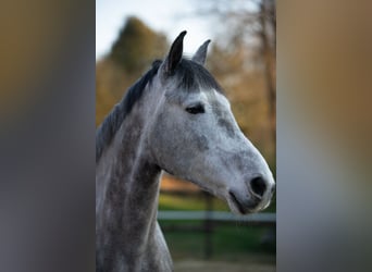 Connemara, Stute, 6 Jahre, 148 cm, Apfelschimmel