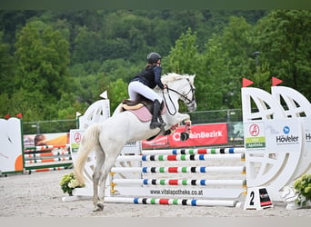 Connemara, Stute, 6 Jahre, 148 cm, Schimmel