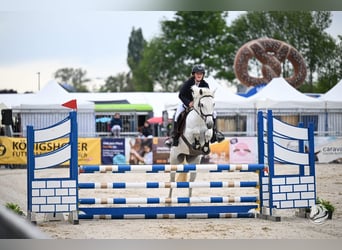 Connemara, Stute, 6 Jahre, 148 cm, Schimmel