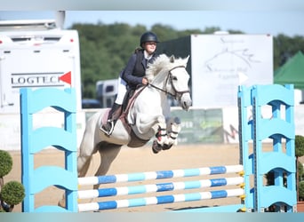 Connemara, Stute, 6 Jahre, 148 cm, Schimmel