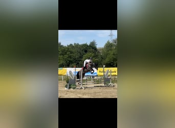 Connemara, Stute, 6 Jahre, 149 cm